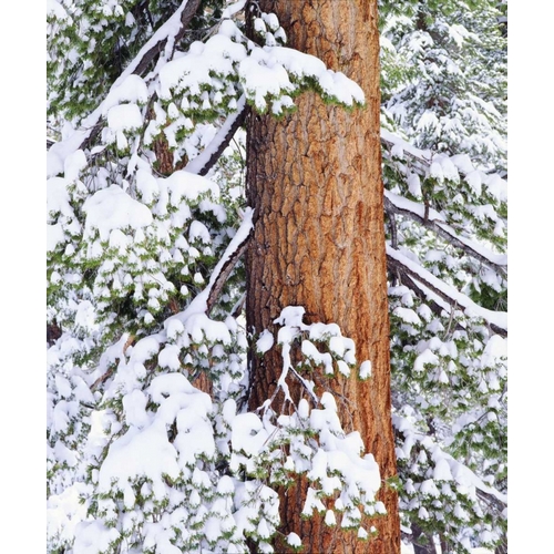 CA, Sierra Nevada Fresh snow on red fir trees